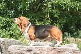 BASSET HOUND 156